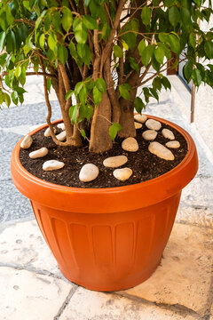 Small tree planted in an orange ceramic pot with decorative white pebbles on top of the soil