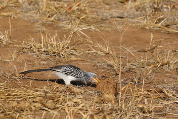 Rotringtoko oder Südlicher Gelbschnabeltoko / Southern yellow-billed hornbill / Tockus leucomelas © Ludwig