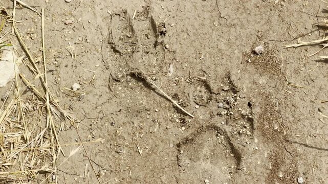 A dog paw print presses clearly into dry earth in Crimea. The solitary track marks a quiet trail through parched ground. This simple scene brings a calm feeling of nostalgic solitude.