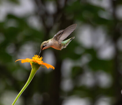Ruby-throated Hummingbird Feeding From Orange Mexican Sunflower
