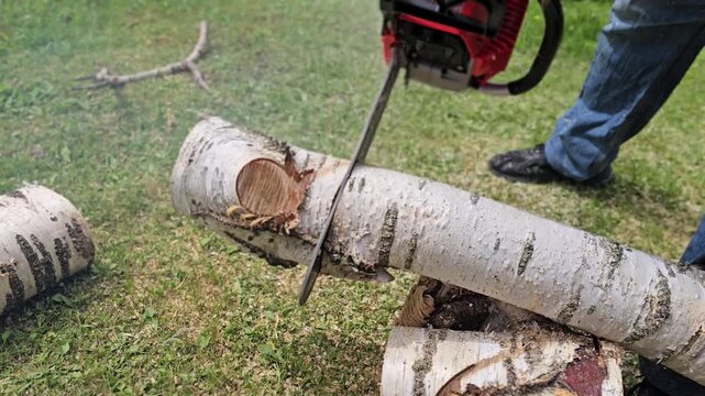 Using a chainsaw to cut birch logs on the grass in a backyard in the afternoon