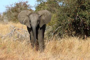 Fototapeta premium Afrikanischer Elefant / African elephant / Loxodonta africana