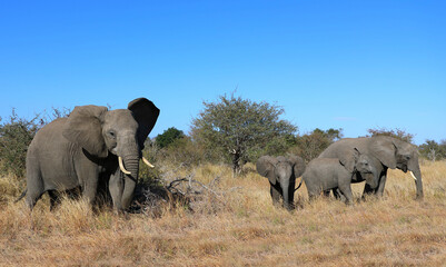 Obraz premium Afrikanischer Elefant / African elephant / Loxodonta africana