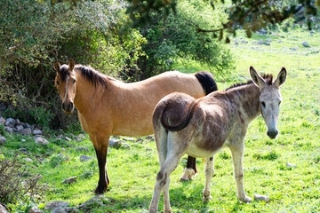 caballos © PepeGarcia