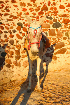 A donkey wearing colorful harness stands beside a rustic stone wall in warm sunlight, representing traditional island life and Mediterranean charm.