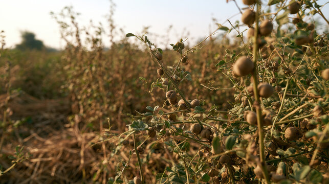 Mature chickpea crop with dry seed pods growing on plants in a sunlit agricultural field ready for harvest