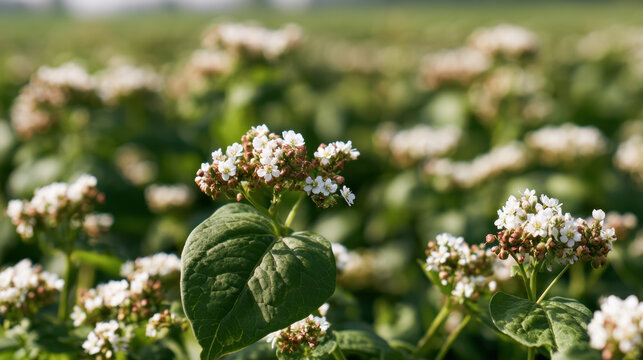 Close-up of blooming buckwheat plants with white flower clusters and broad green leaves in a cultivated field