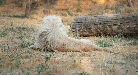 South African white lion in the wild under soft natural light © Dav_782