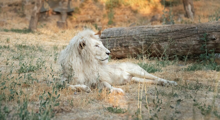South African white lion in the wild under soft natural light © Dav_782