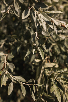 Close up of silverberry olive tree branches with soft green leaves in natural sunlight bringing peace and zen relaxation.