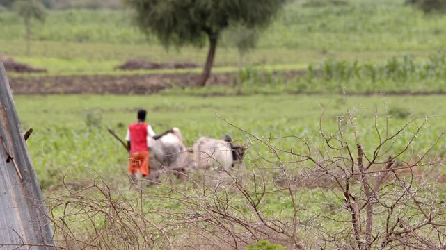 A man plows a field with oxen in Southern Ethiopia, focus on the thorn bushes in the foreground.