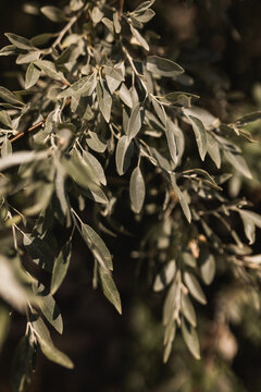Close up of silverberry olive tree branches with soft green leaves in natural sunlight bringing peace and zen relaxation.