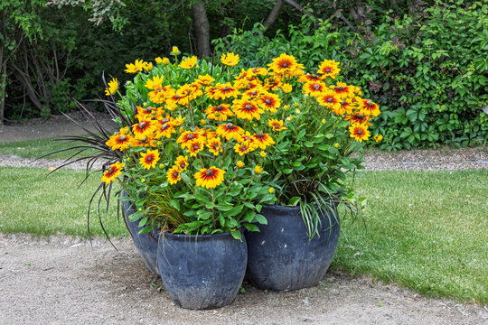 Bright Golden Yellow Black-Eyed Susan Flowers with Ornamental Grasses  in Blue Outdoor Containers