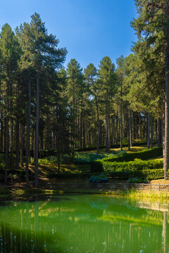 Scenic Forest Trail in Sila National Park, Sila Piccola Nature Center, Calabria, Italy &ndash; Pine Woodland and Sunlit Hiking Path