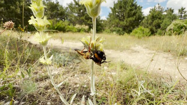 A fierce robber fly attacks a bumblebee on a pale wildflower. This intense encounter shows the harsh reality of nature in sunny Crimea.