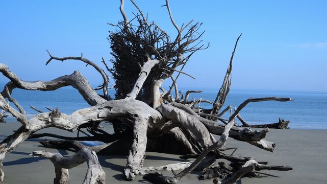 Driftwood Beach on the northern end of Jekyll Island, Georgia, USA. A picturesque coastal landscape with numerous weathered and bleached tree trunks scattered across the sandy beach.
