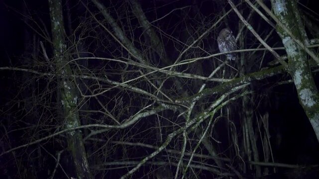 Tawny owl, strix aluco, at night. twigs and branches in a dark outdoor setting, possibly at night or in low light conditions, close-up focus