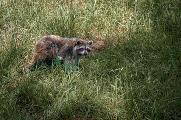 Raccoon - Procyon lotor © Fab