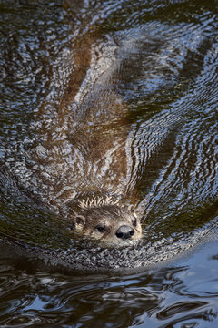 Northern river otter - Lontra canadensis