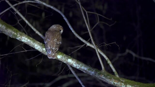 Tawny owl, strix aluco, at night. owl perched on a branch in a calm and serene nighttime setting with wooden branches and a dark sky backgro