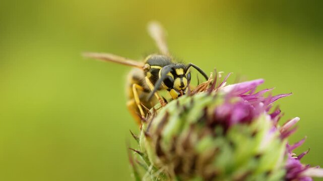 Common wasp macro Vespula vulgaris closeup germanica paravespula vulgaris species eusocial vespid European wasp yellow jacket perched on a blooming purple thistle bud flower thistle genus Cirsium