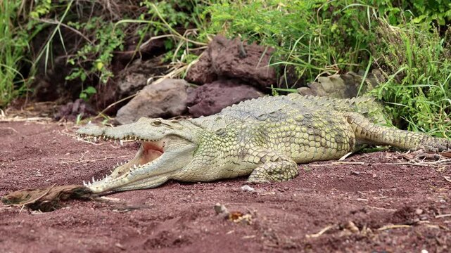 A Nile Crocodile, Crocodylus niloticus, suns itself on the banks of an island in Chamo Lake, Ethiopia.