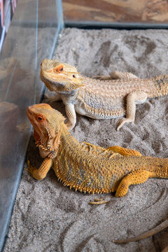 Two Pogona vitticeps bearded dragon lizards resting together on sandy ground inside an enclosure. Reptile exhibit concept