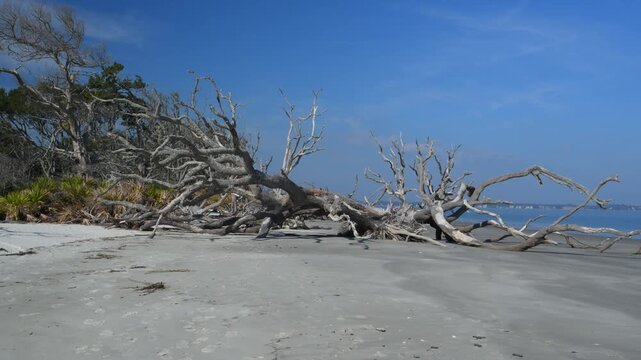 Driftwood Beach on the northern end of Jekyll Island, Georgia, USA. A picturesque coastal landscape with numerous weathered and bleached tree trunks scattered across the sandy beach.