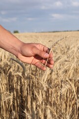 Fototapeta premium Man holding wheat spike in field, closeup