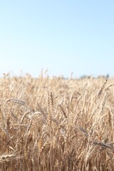 Fototapeta premium Golden wheat spikes growing in field on sunny day, closeup