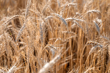 Fototapeta premium Golden wheat ears growing in field, closeup