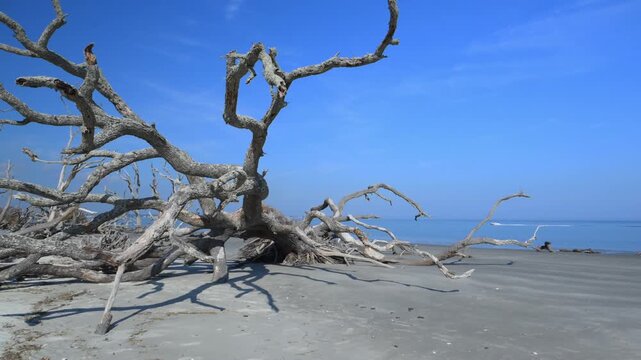 Driftwood Beach on the northern end of Jekyll Island, Georgia, USA. A picturesque coastal landscape with numerous weathered and bleached tree trunks scattered across the sandy beach.