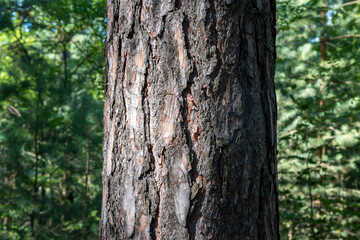 Obraz premium Close-up of a textured pine tree trunk in a lush green forest, showcasing rugged bark and natural wood patterns in a serene woodland environment during daylight.