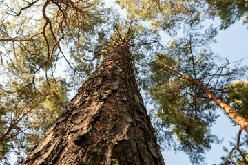 Low angle view looking up at a majestic tall pine tree in a sunny forest with rugged textured bark, perfect for environmental conservation and outdoor travel themes © sh99