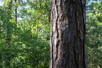 Obraz premium Close-up of a thick pine tree trunk with rough bark in a sunny green forest. Natural woodland landscape with lush foliage, trees and peaceful outdoor summer scenery.