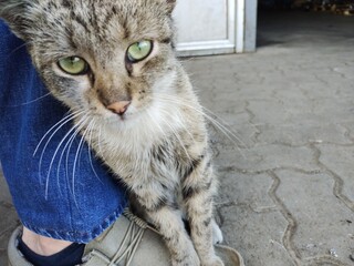 Selfie with my friend Ivan. Mark the cat © coldfeet