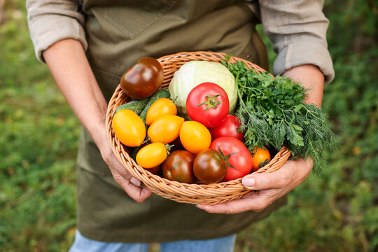 Woman holding wicker basket with fresh vegetables and herbs gathered in own garden outdoors, closeup