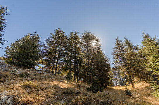 Photo of some trees in Arz forest