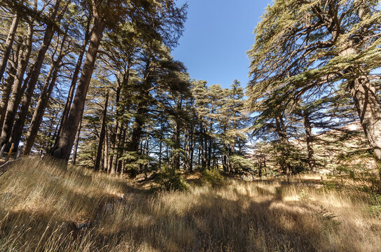 Photo of some trees in Arz forest