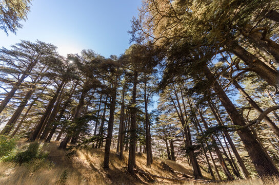 Photo of some trees in Arz forest