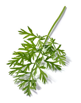 green carrot leaf isolated white background, fresh raw vegetable foliage in close-up view