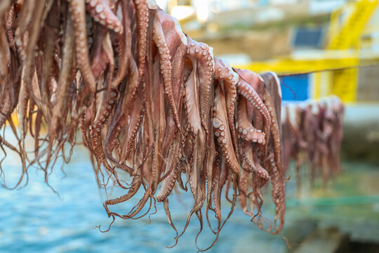 Rows of octopus tentacles hang to dry in sunlight above the sea, representing traditional Mediterranean seafood preparation and coastal culinary heritage in Greece.