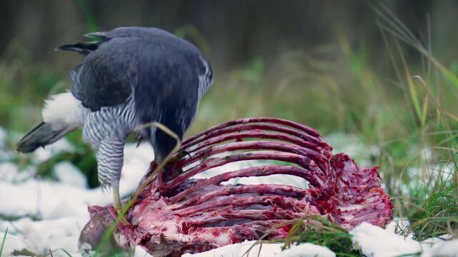 A goshawk, Astur gentilis, on the ribs of a deer. Natural circulation in nature. bird feeding on a carcass in a snowy outdoor winter.