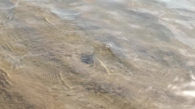 A close-up shot of small wild hermit crabs crawling on wet sandy ground under shallow clear sea water along the coast during low tide. Animal living in nature scene.