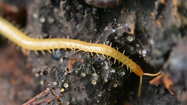 A soil centipede belonging to the order Geophilomorpha inhabits decaying wood.