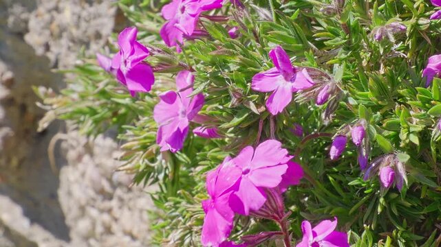 Purple flowers bloom in sunlit garden bed. Phlox, Gazania, blossom