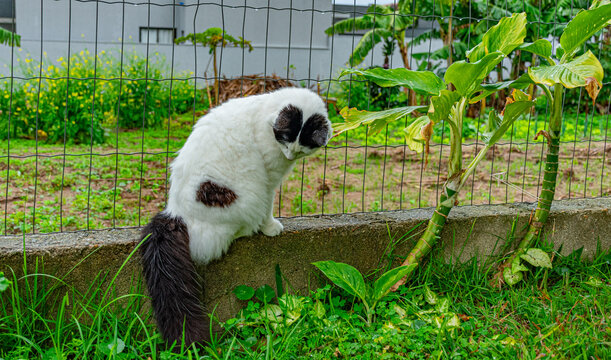 gato branco e preto no muro