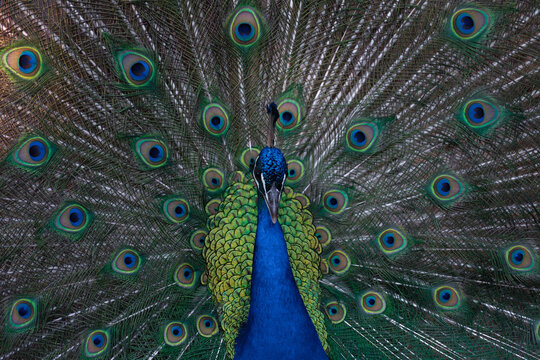 pavo real