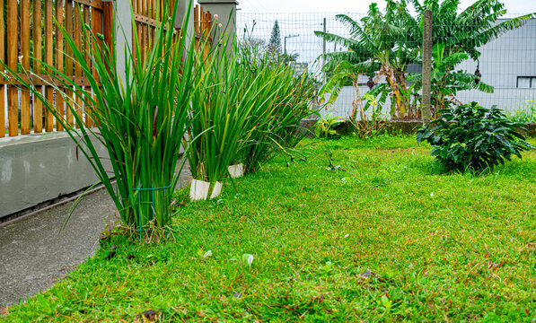 jardim residencial com gramado