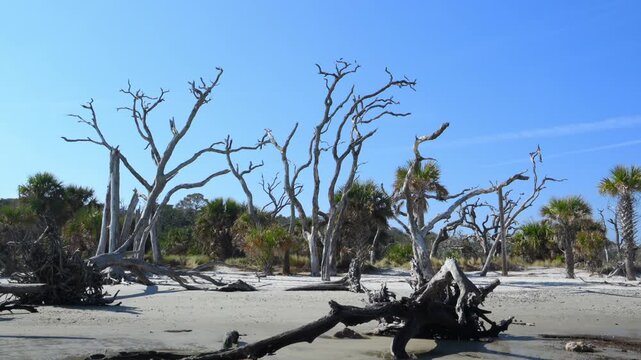 Driftwood Beach on the northern end of Jekyll Island, Georgia, USA. A picturesque coastal landscape with numerous weathered and bleached tree trunks scattered across the sandy beach.